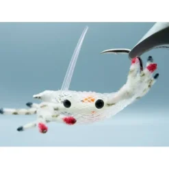 Alphlexo Crab White #2 - Your Premium Fishing Gear Store Rods Lines Baits Accessories^ Discount