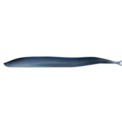 Berkley Gulp Sand Eel, 5", 6pk, Sapphire Shine - Your Premium Fishing Gear Store Rods Lines Baits Accessories^ Outlet