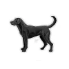 Black Lab Sticker - Your Premium Fishing Gear Store Rods Lines Baits Accessories^ Best Sale