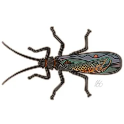 Casey Underwood Salmonfly Scape - Your Premium Fishing Gear Store Rods Lines Baits Accessories^ Shop