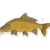 Common Carp Sticker - Your Premium Fishing Gear Store Rods Lines Baits Accessories^ Discount