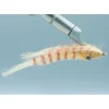 Crafty Shrimp #4 - Your Premium Fishing Gear Store Rods Lines Baits Accessories^ Best