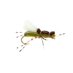 Gordo Alberto Olive - Your Premium Fishing Gear Store Rods Lines Baits Accessories^ Cheap