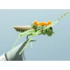 Juicy Hopper Olive #12 - Your Premium Fishing Gear Store Rods Lines Baits Accessories^ Discount