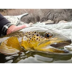Lost Coast Outfitters Streamer 6 Pack - Your Premium Fishing Gear Store Rods Lines Baits Accessories* Shop All