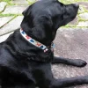 Pesca Muerta Dog Collar - Your Premium Fishing Gear Store Rods Lines Baits Accessories* Shop All