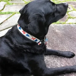Pesca Muerta Dog Collar - Your Premium Fishing Gear Store Rods Lines Baits Accessories* Shop All