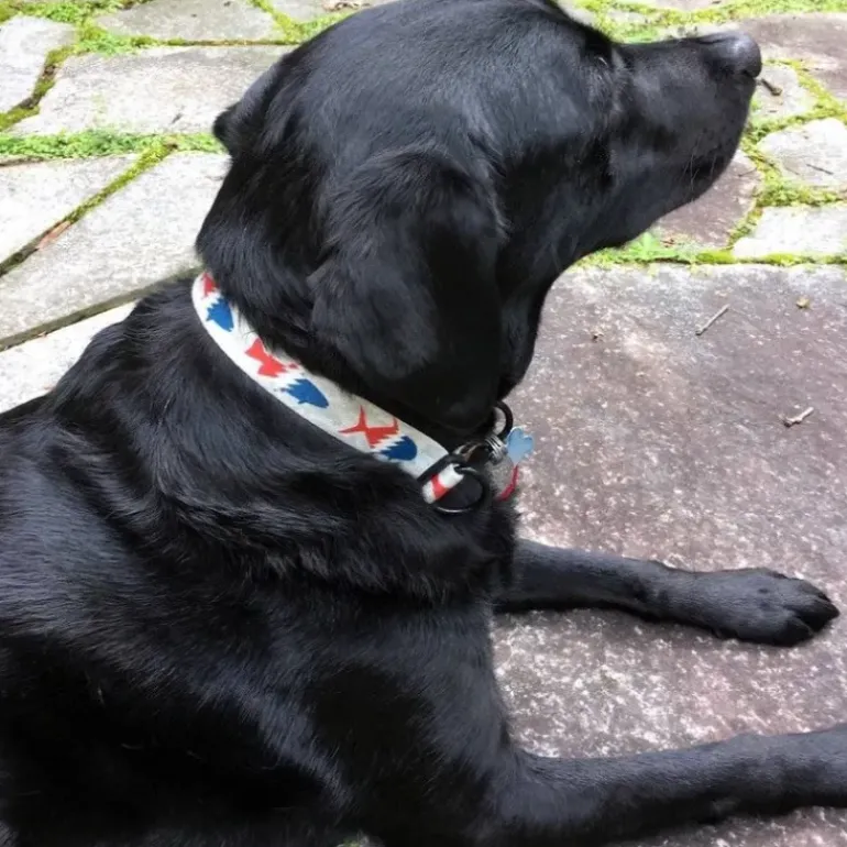 Pesca Muerta Dog Collar - Your Premium Fishing Gear Store Rods Lines Baits Accessories* Shop All
