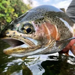 Rod Rental - Trout - Your Premium Fishing Gear Store Rods Lines Baits Accessories* Fishing Line