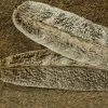 Select Ozark Oak Mottled Turkey Quill - Your Premium Fishing Gear Store Rods Lines Baits Accessories* Shop All